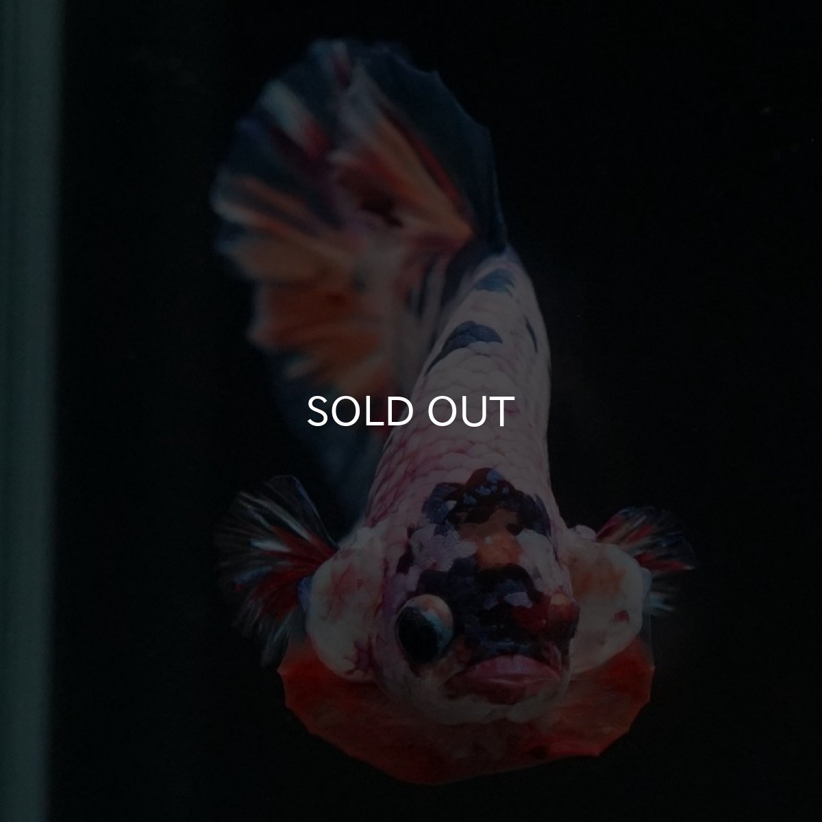 画像3: HMPK　キャンディレインボー (3)