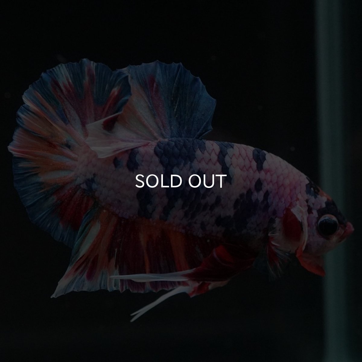 画像6: HMPK　キャンディレインボー (6)