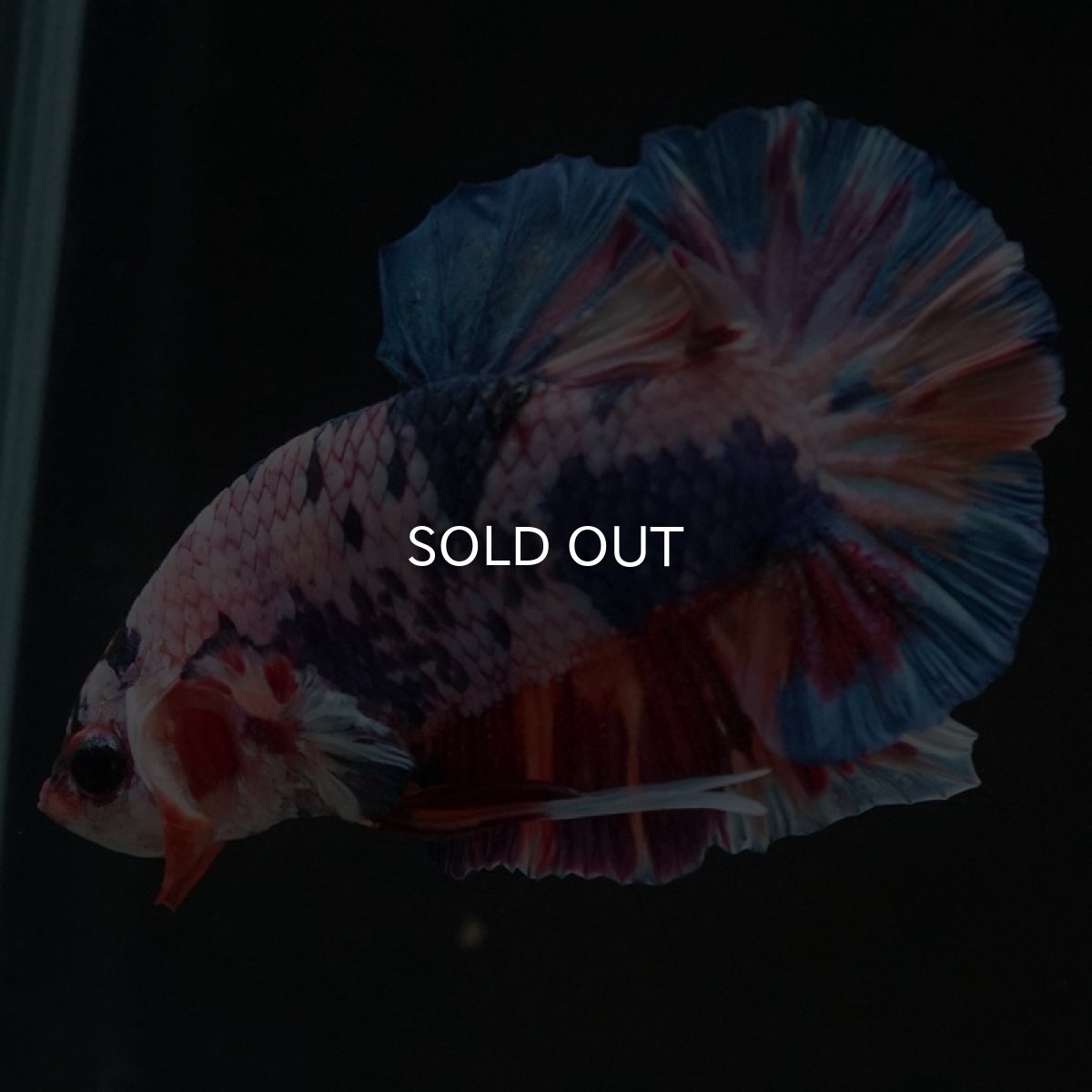 画像2: HMPK　キャンディレインボー (2)