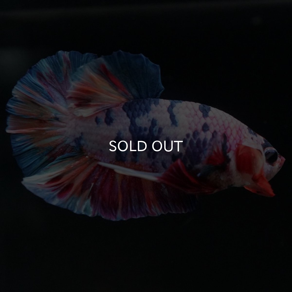 画像4: HMPK　キャンディレインボー (4)