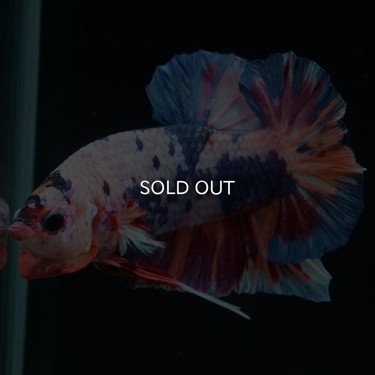 画像5: HMPK　キャンディレインボー (5)