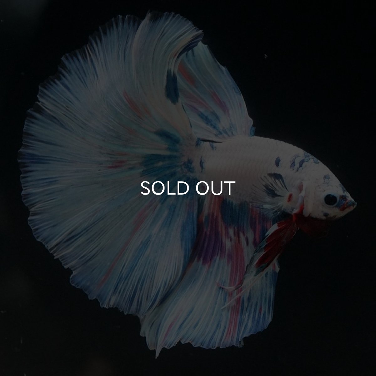 画像6: HM ホワイトファンシー (6)