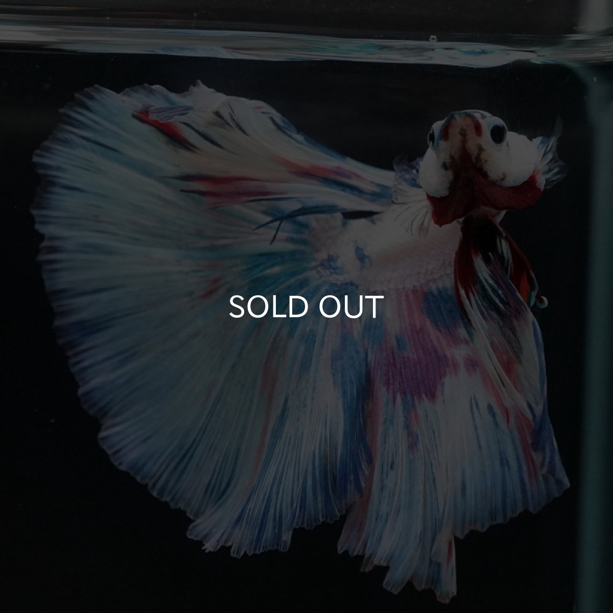 画像4: HM ホワイトファンシー (4)