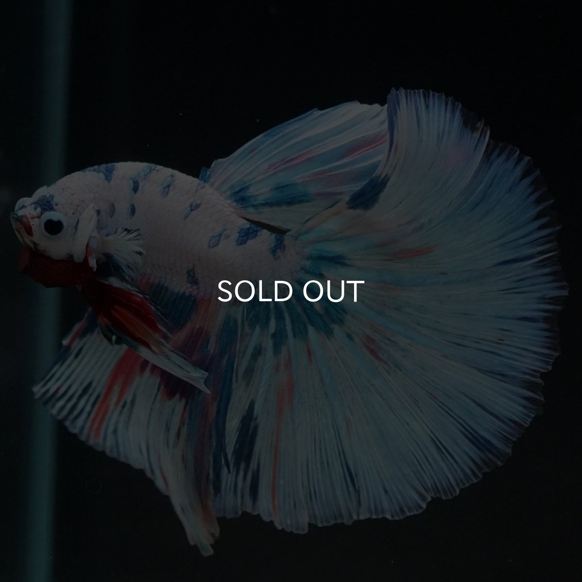 画像5: HM ホワイトファンシー (5)