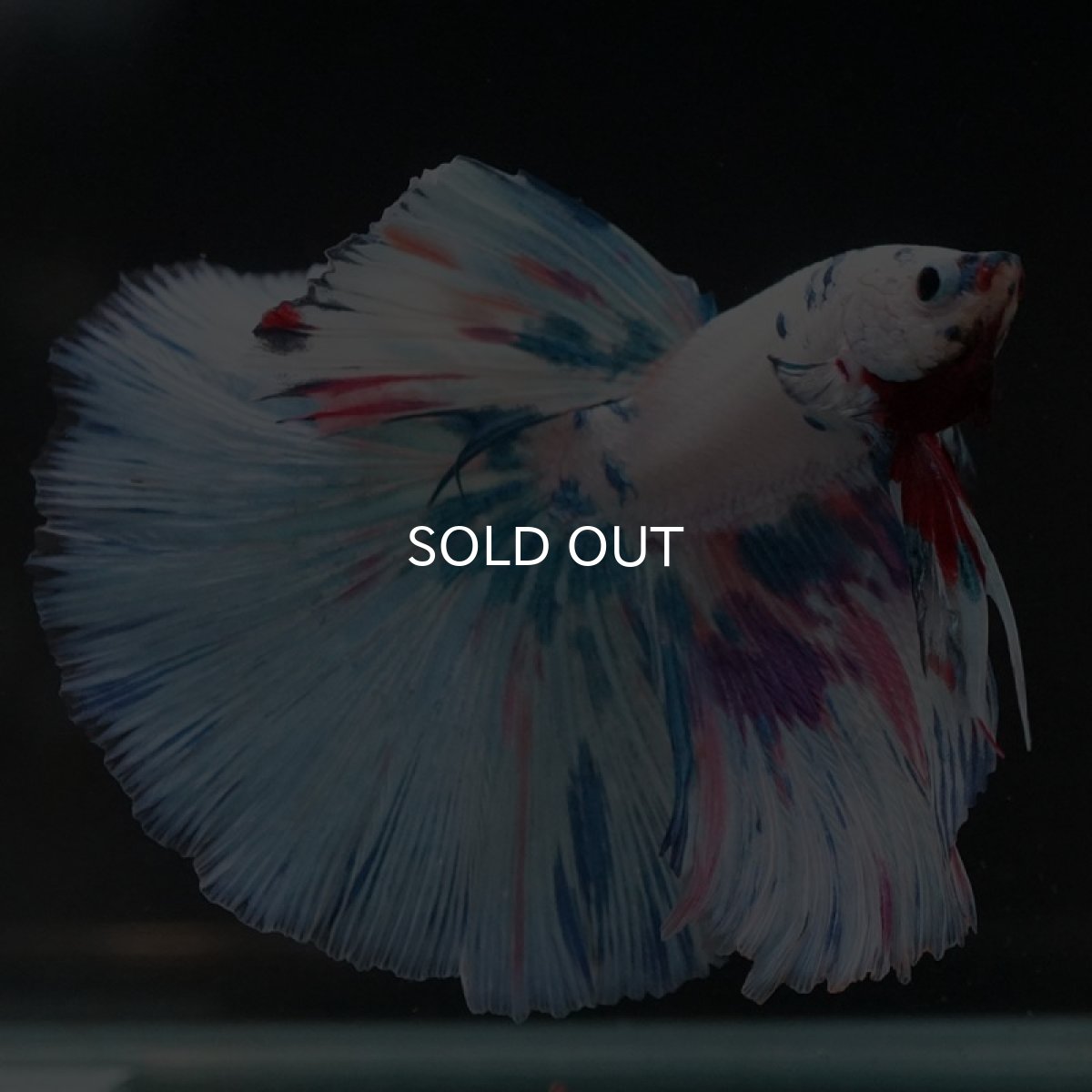 画像2: HM ホワイトファンシー (2)