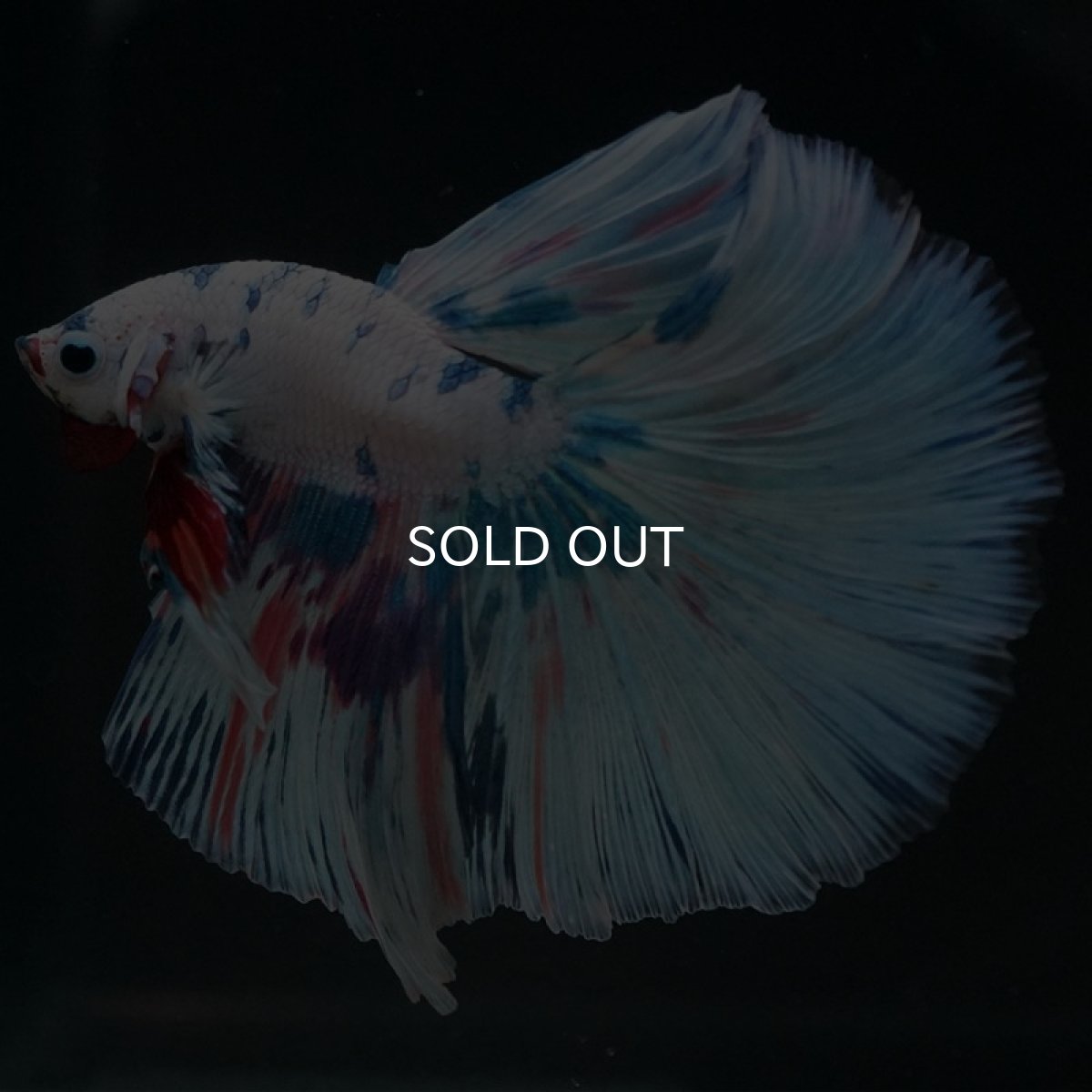 画像3: HM ホワイトファンシー (3)