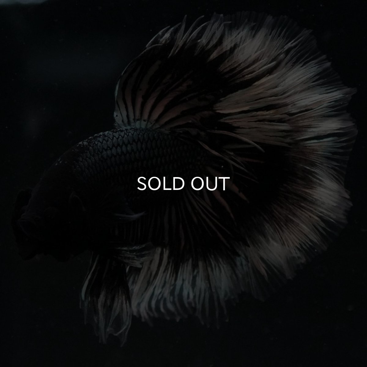 画像8: HM ブラックカッパーバタフライ ローズテール (8)