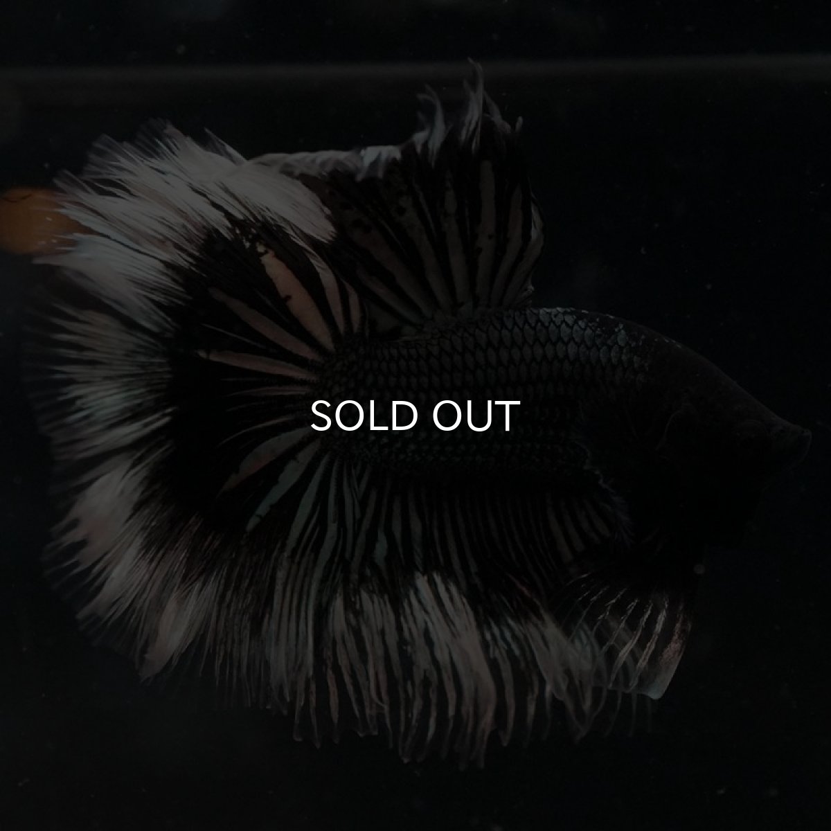 画像7: HM ブラックカッパーバタフライ ローズテール (7)