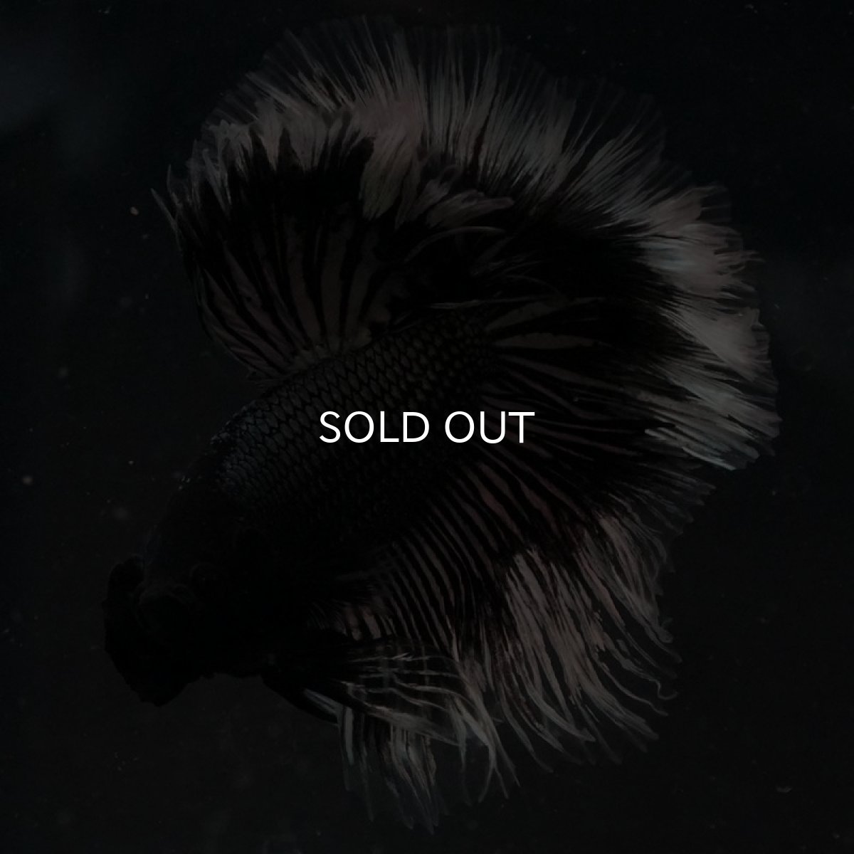 画像5: HM ブラックカッパーバタフライ ローズテール (5)