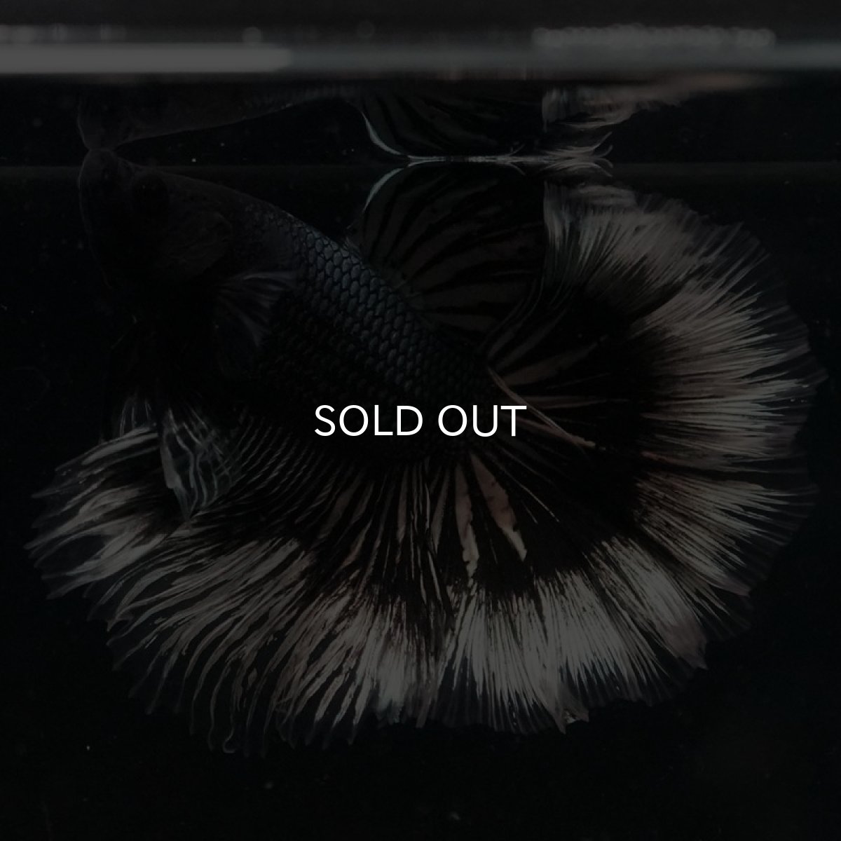 画像6: HM ブラックカッパーバタフライ ローズテール (6)