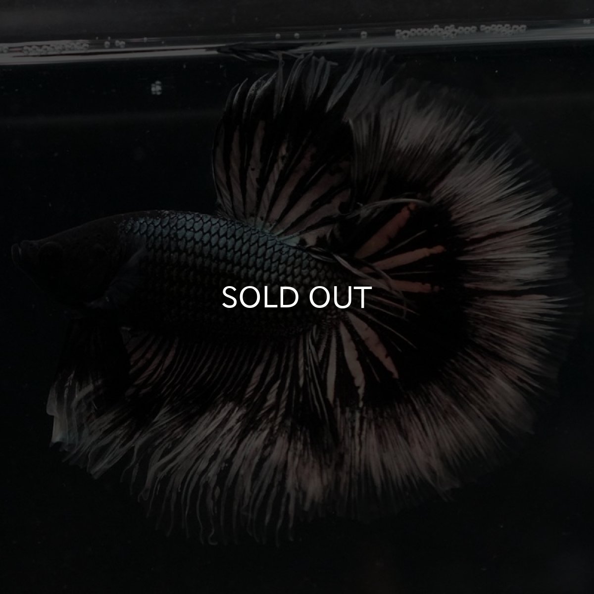 画像4: HM ブラックカッパーバタフライ ローズテール (4)