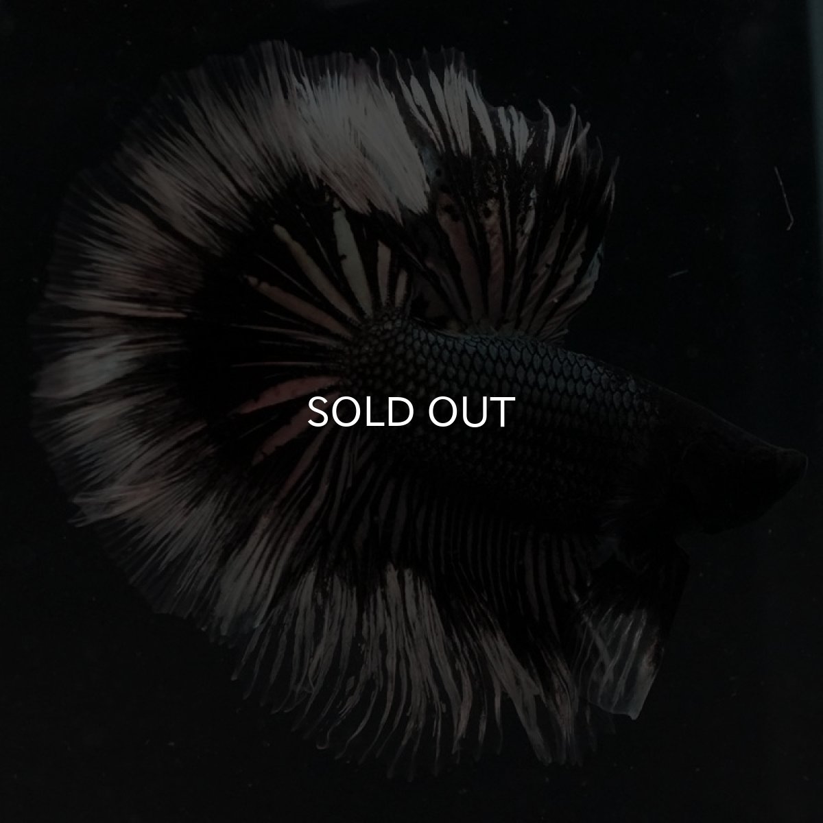 画像3: HM ブラックカッパーバタフライ ローズテール (3)