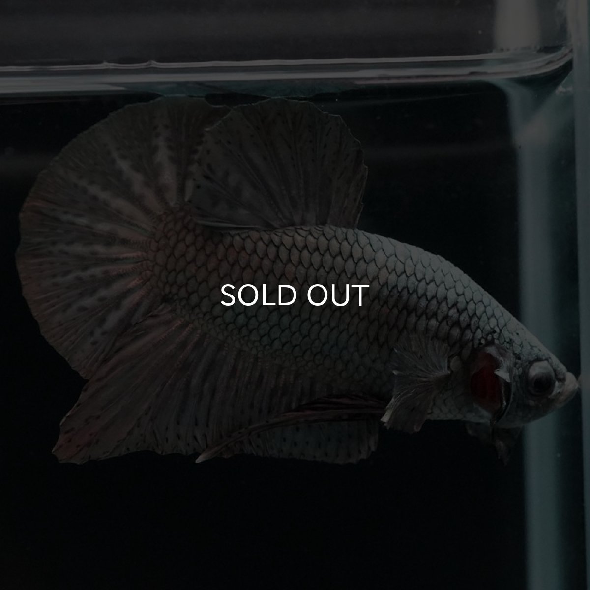 画像4: HMPK　ソリッドカッパー　コンテストクオリティ (4)