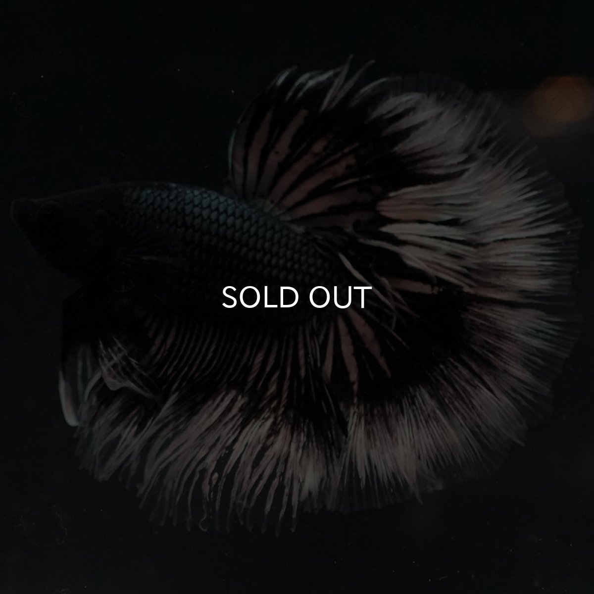 画像2: HM ブラックカッパーバタフライ ローズテール (2)