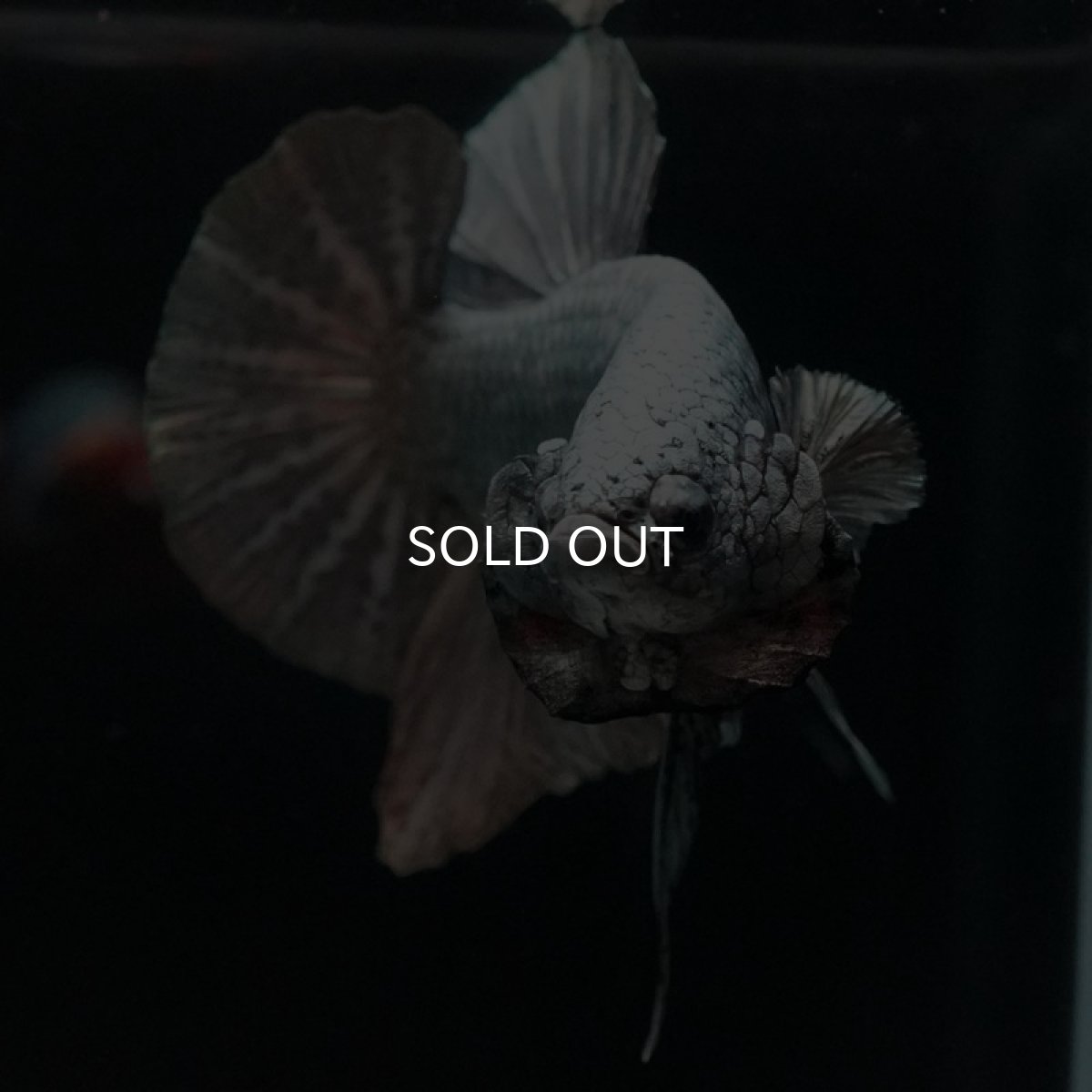 画像2: HMPK　ソリッドカッパー　コンテストクオリティ (2)