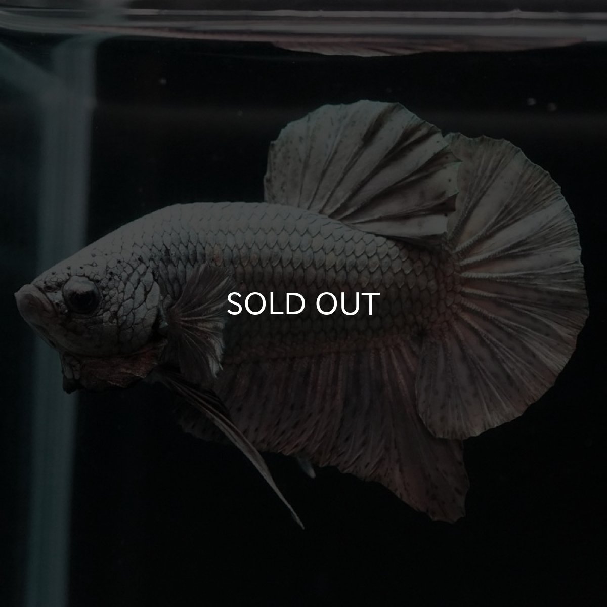 画像3: HMPK　ソリッドカッパー　コンテストクオリティ (3)