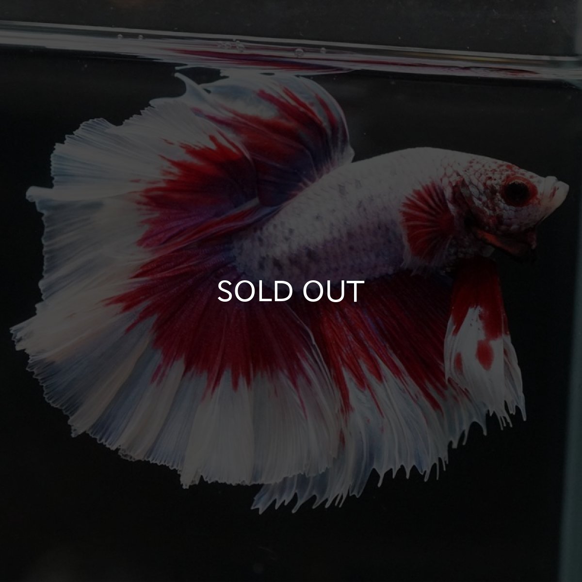 画像6: HM ラベンダーバタフライ ローズテール (6)