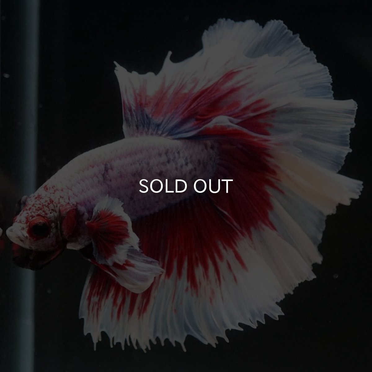 画像2: HM ラベンダーバタフライ ローズテール (2)