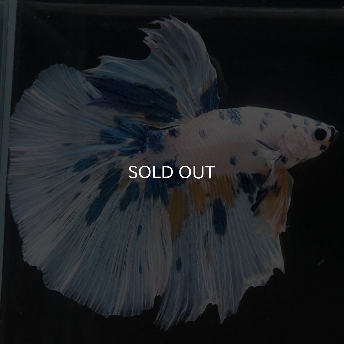 画像4: HM　ホワイトファンシー (4)