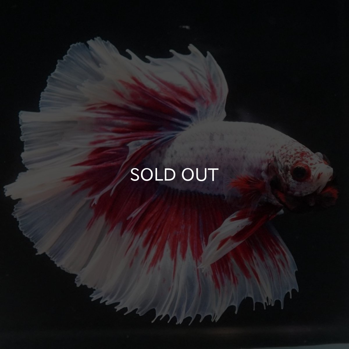 画像3: HM ラベンダーバタフライ ローズテール (3)