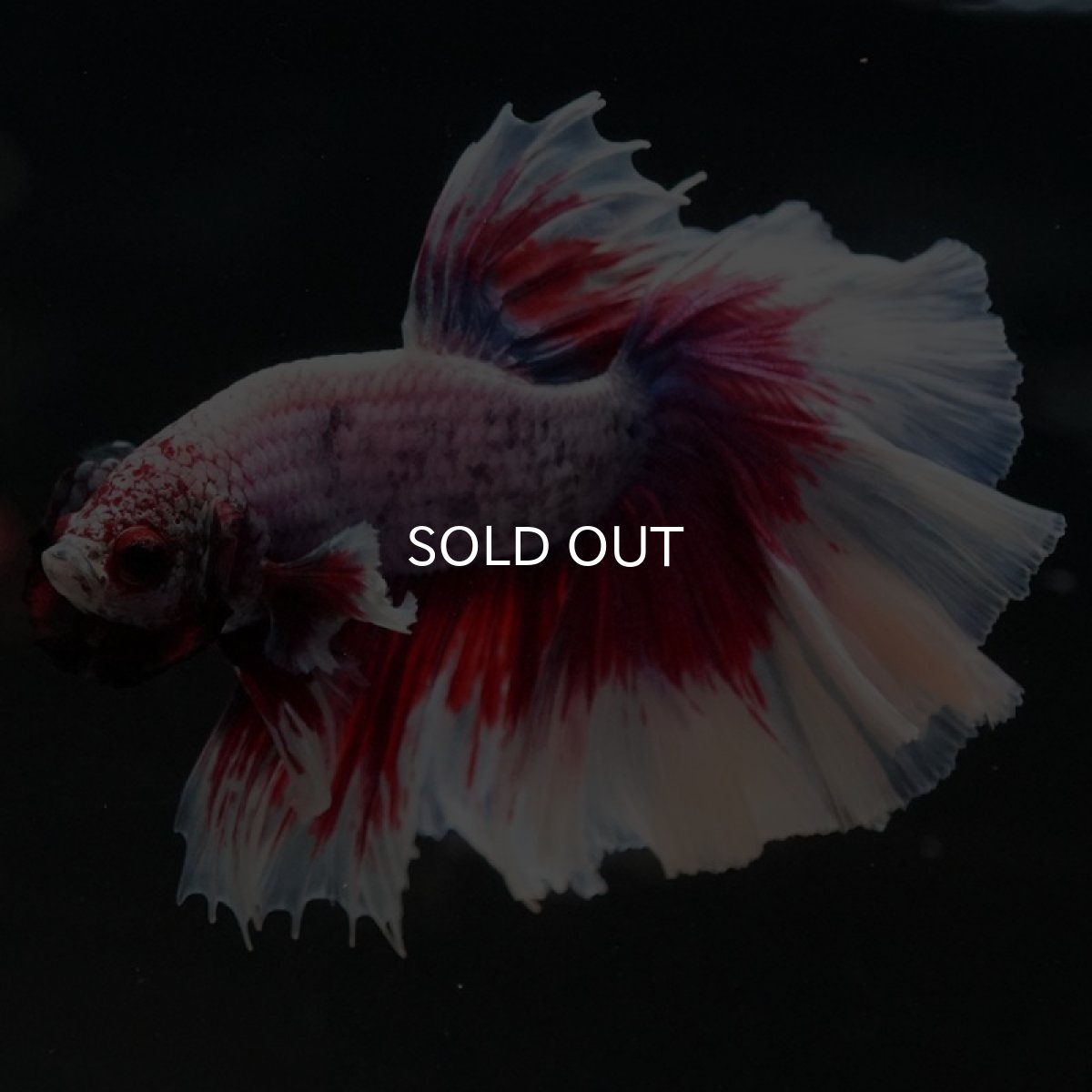 画像5: HM ラベンダーバタフライ ローズテール (5)