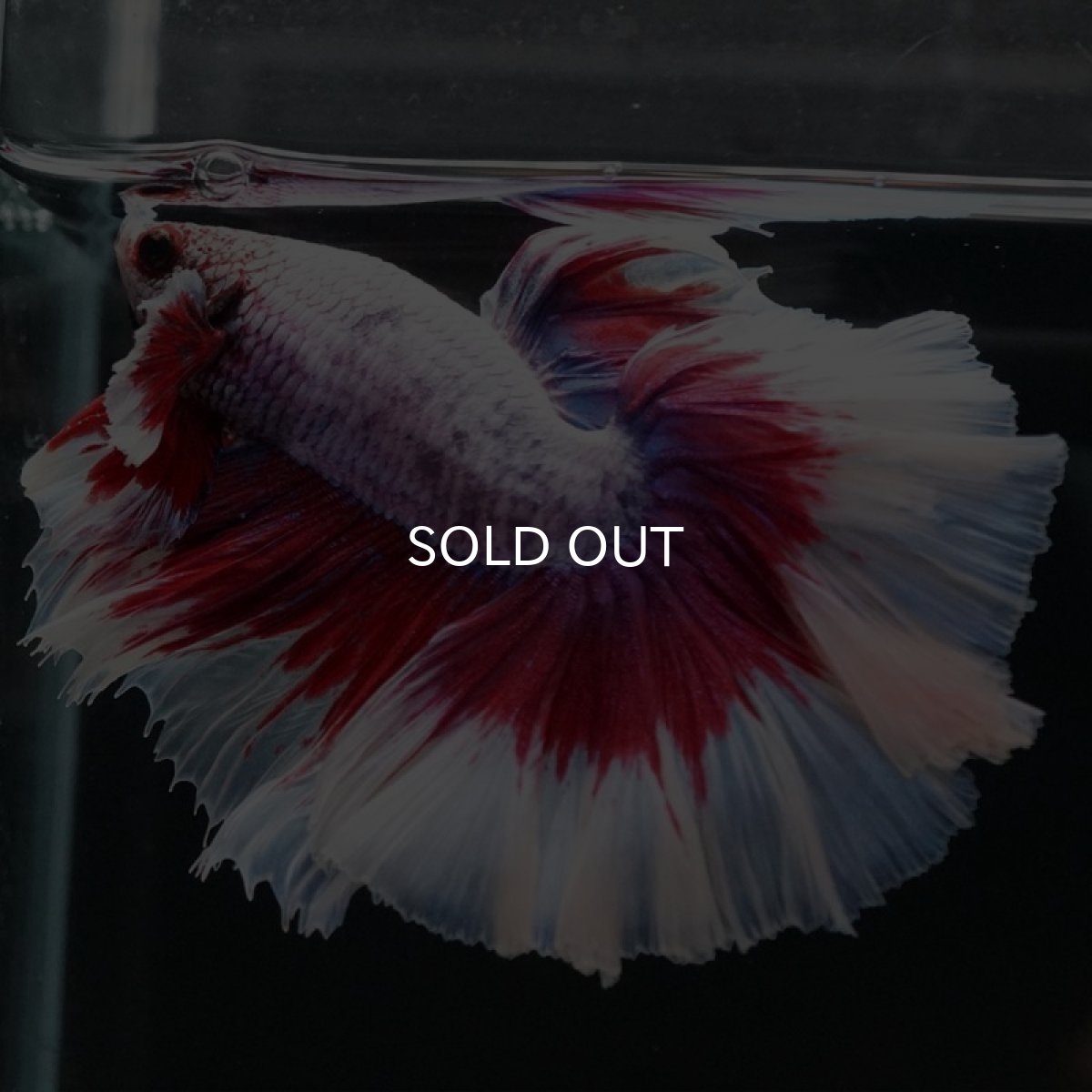 画像4: HM ラベンダーバタフライ ローズテール (4)