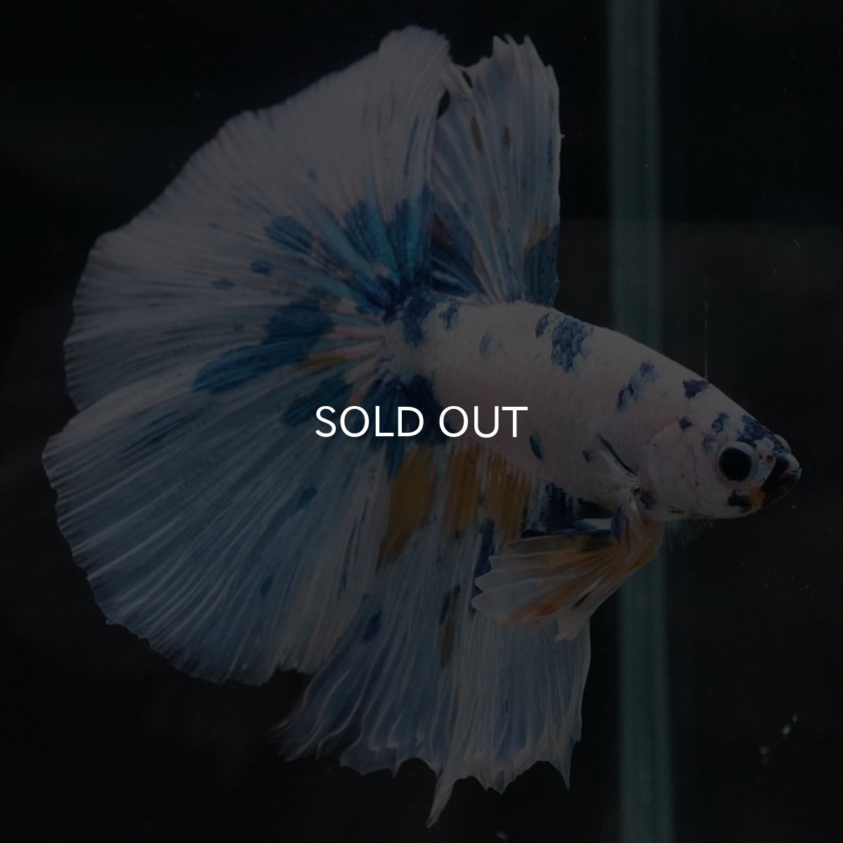 画像2: HM　ホワイトファンシー (2)