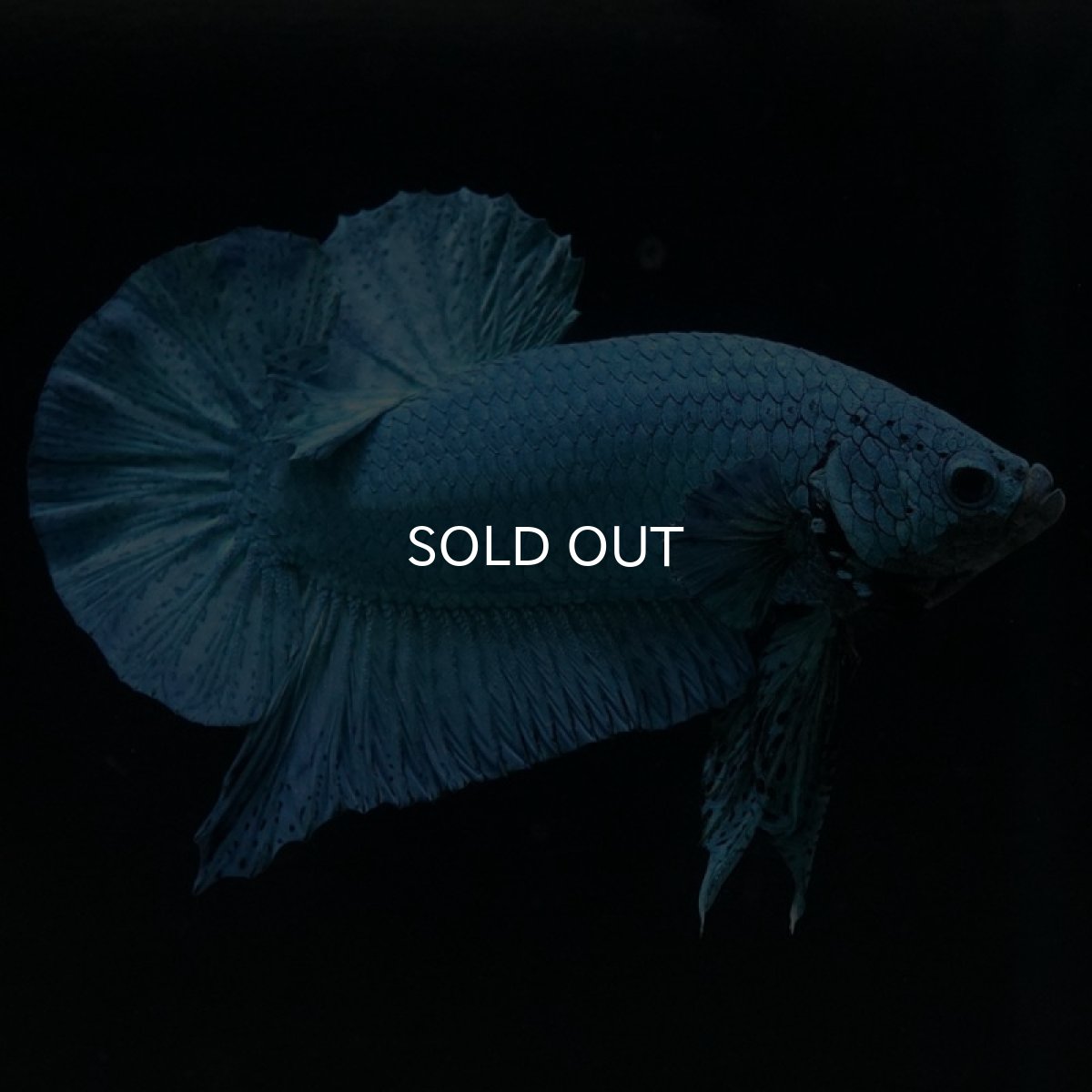 画像2: HMPK　ターコイズブルー　コンテストクオリティ (2)