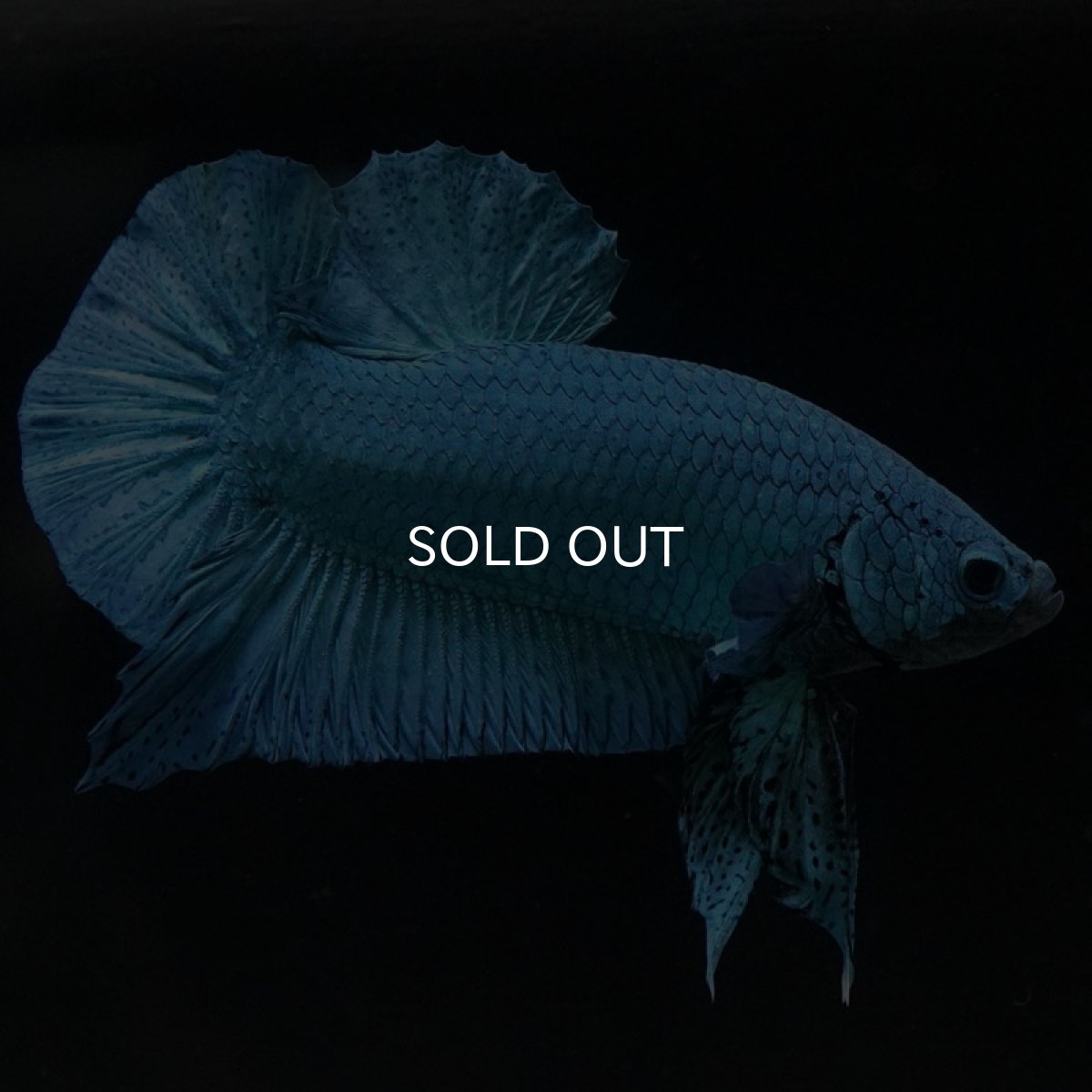 画像3: HMPK　ターコイズブルー　コンテストクオリティ (3)