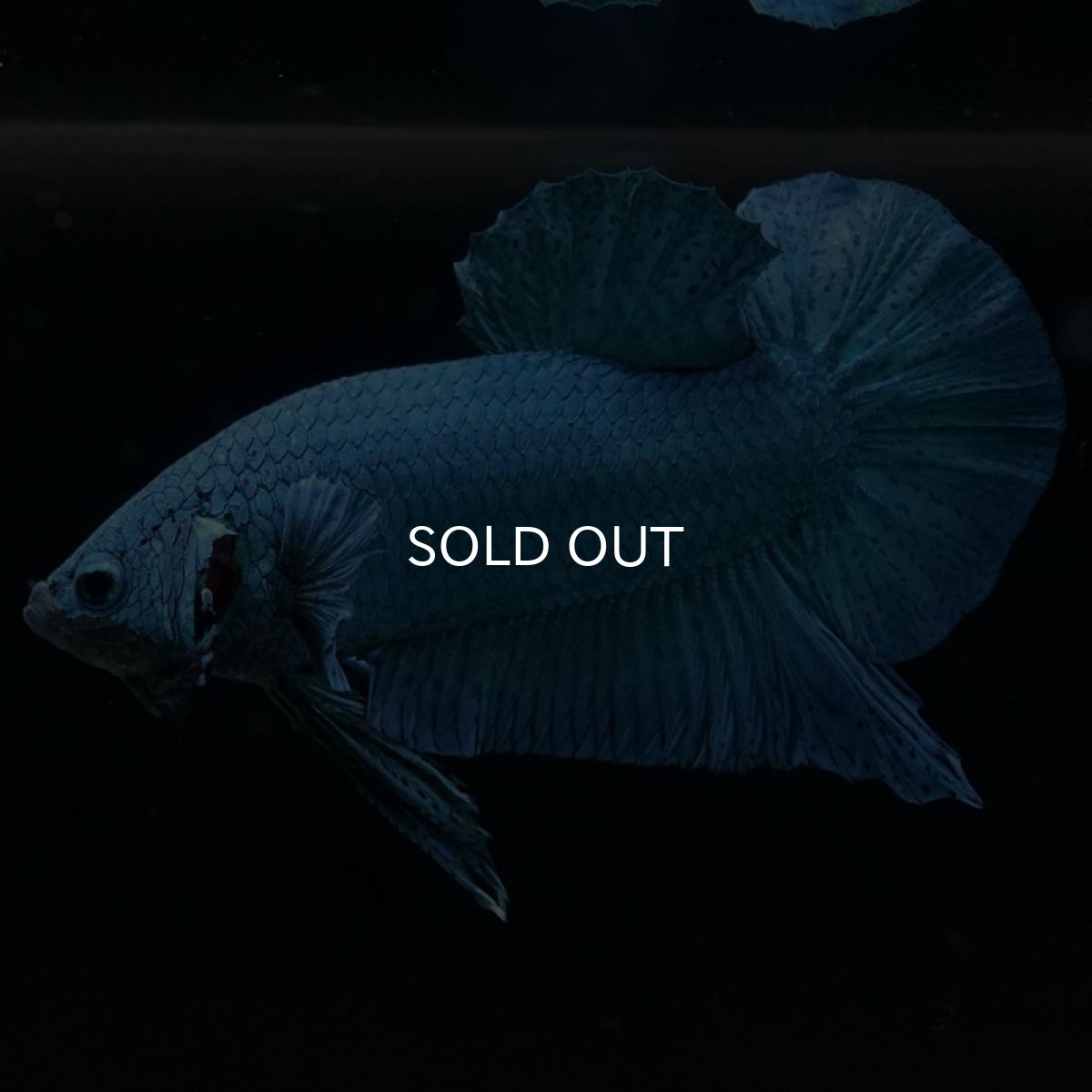 画像4: HMPK　ターコイズブルー　コンテストクオリティ (4)