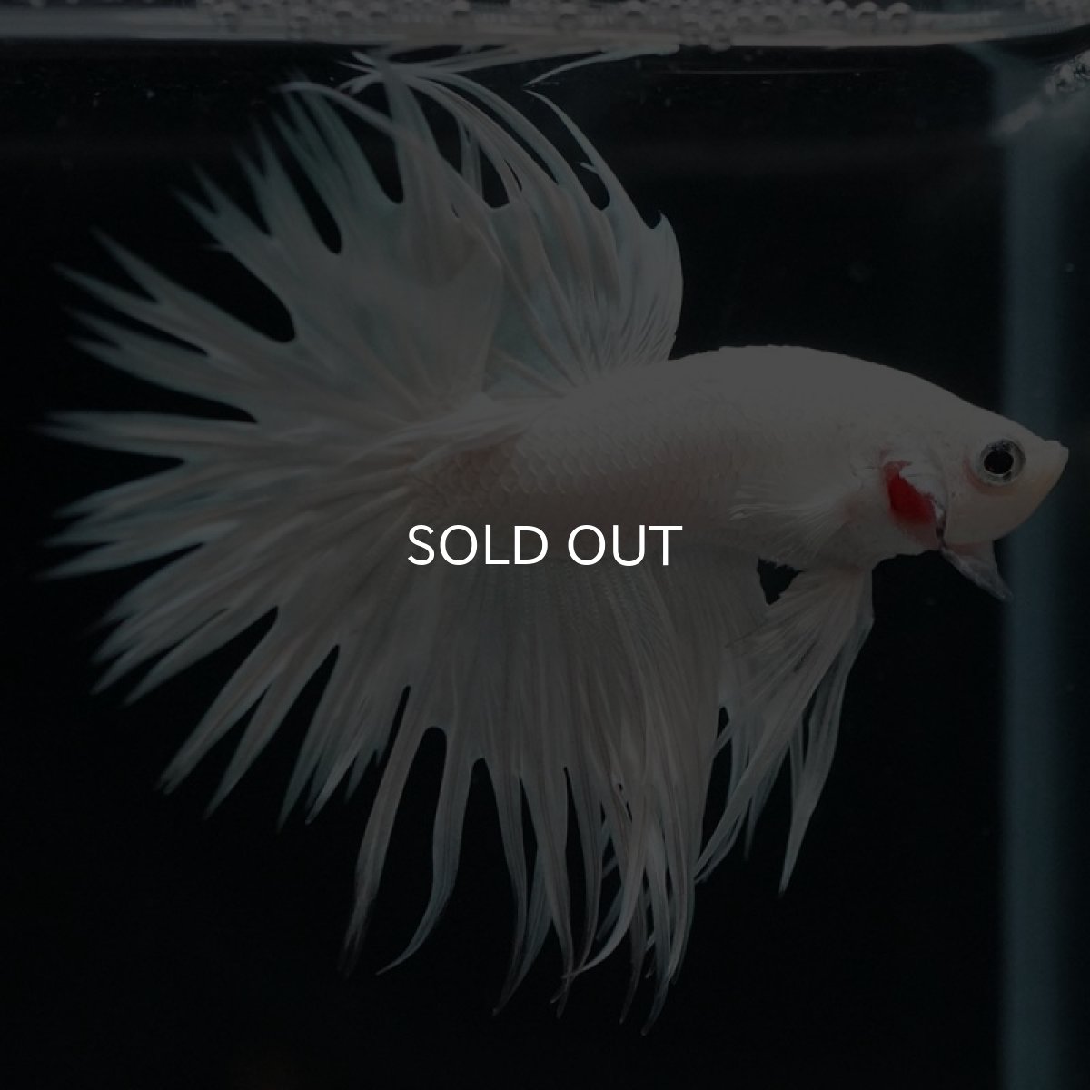 画像7: CT ホワイト (7)