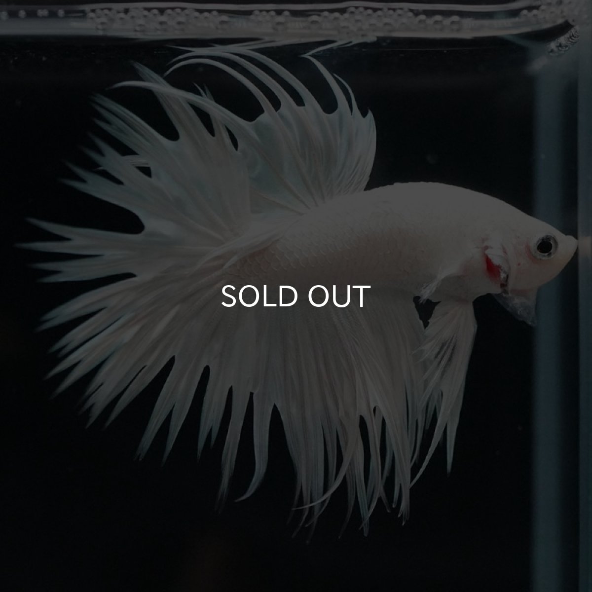 画像4: CT ホワイト (4)