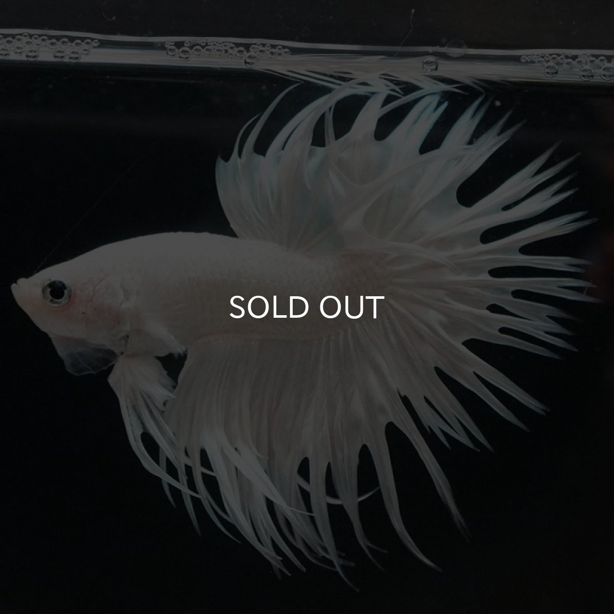 画像3: CT ホワイト (3)