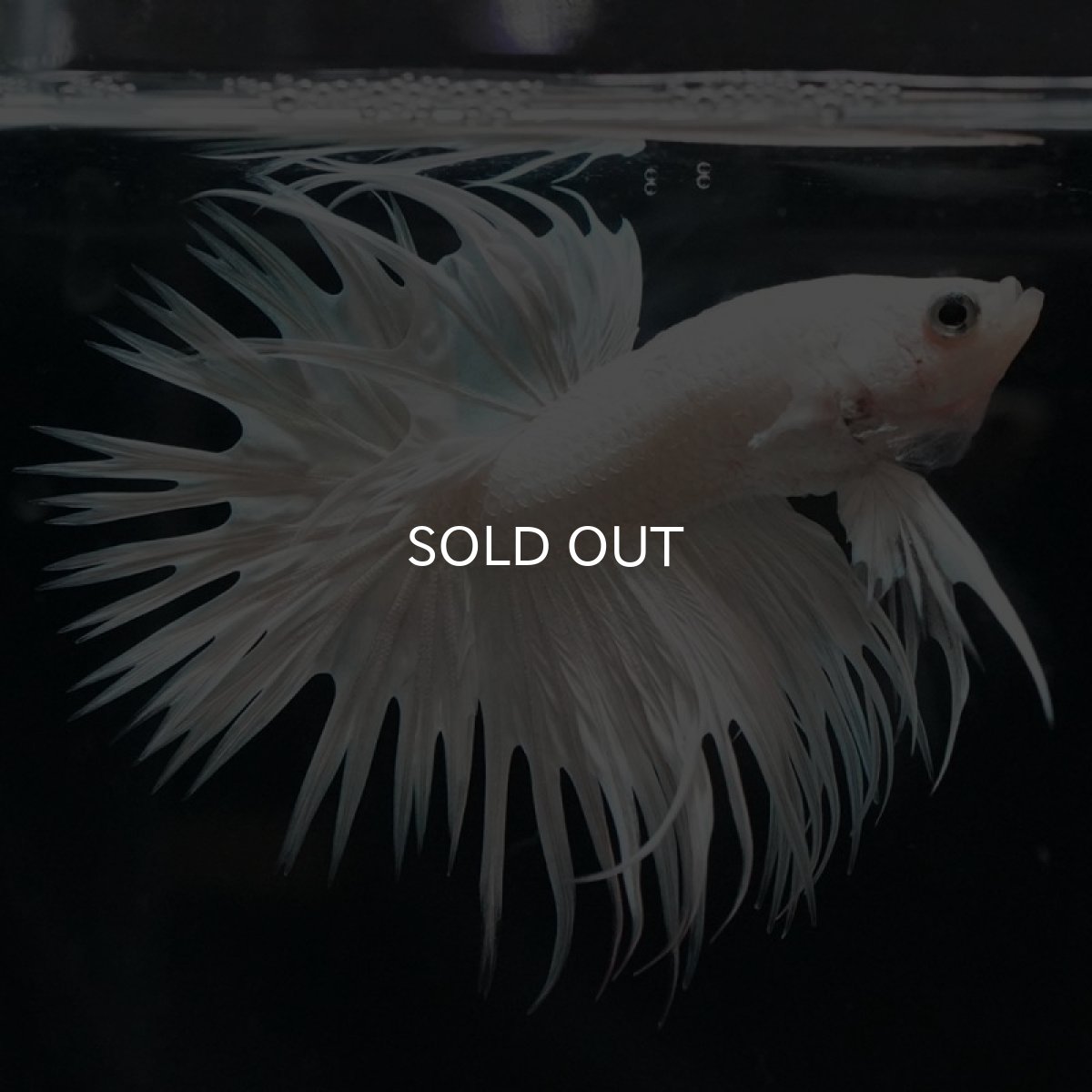 画像6: CT ホワイト (6)