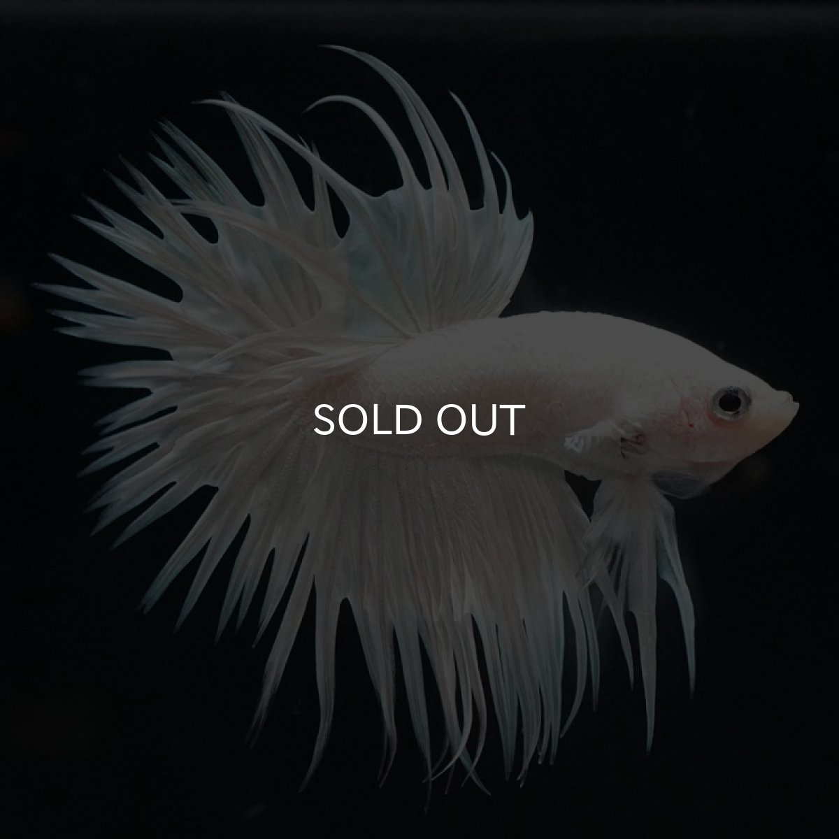 画像2: CT ホワイト (2)