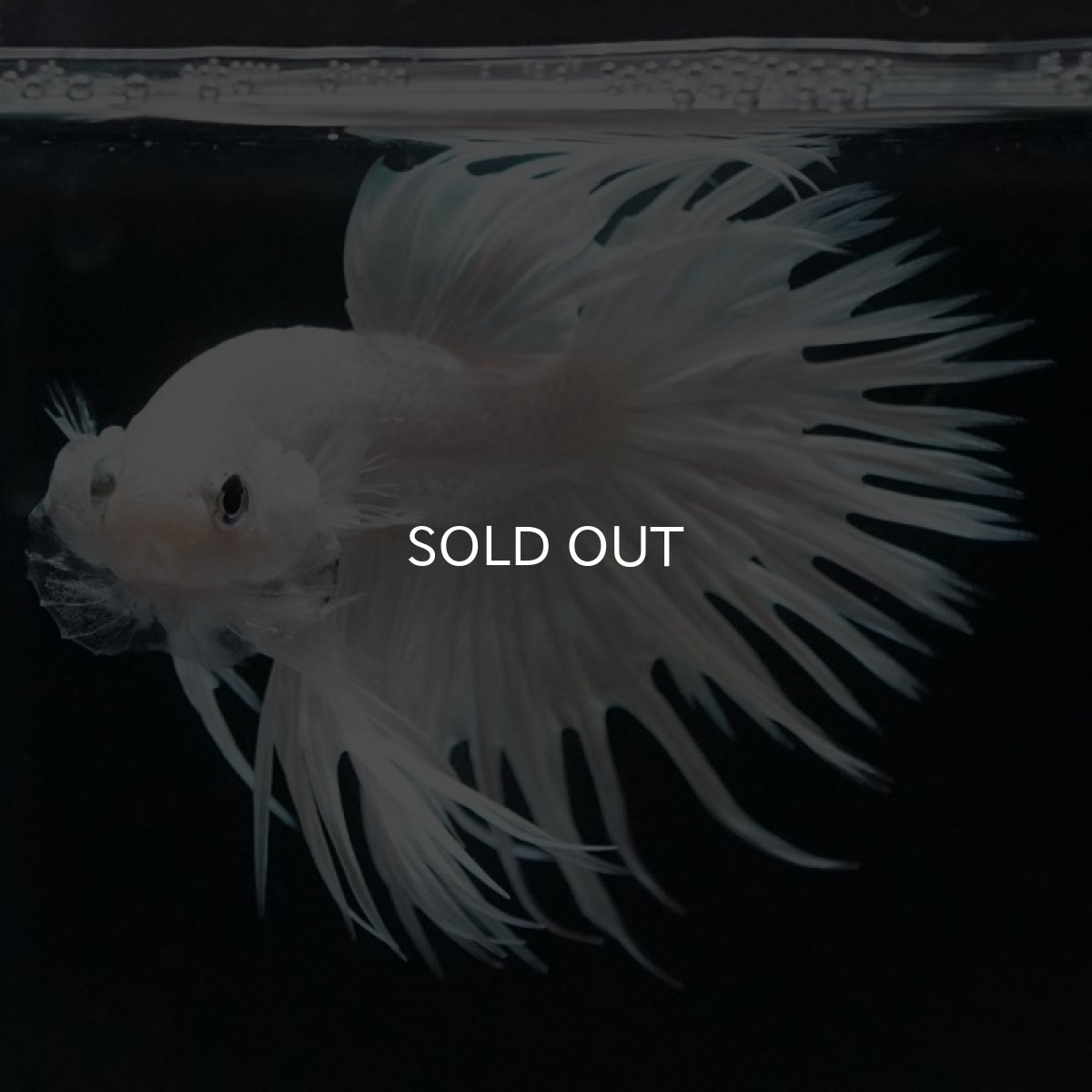 画像5: CT ホワイト (5)