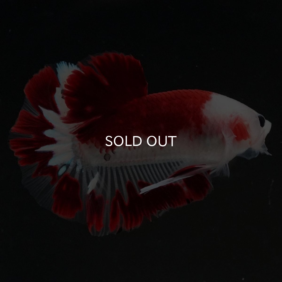 画像6: HMPK　レッドファンシー (6)