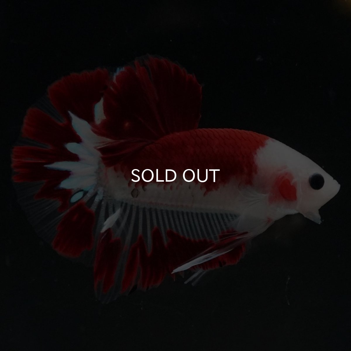 画像2: HMPK　レッドファンシー (2)