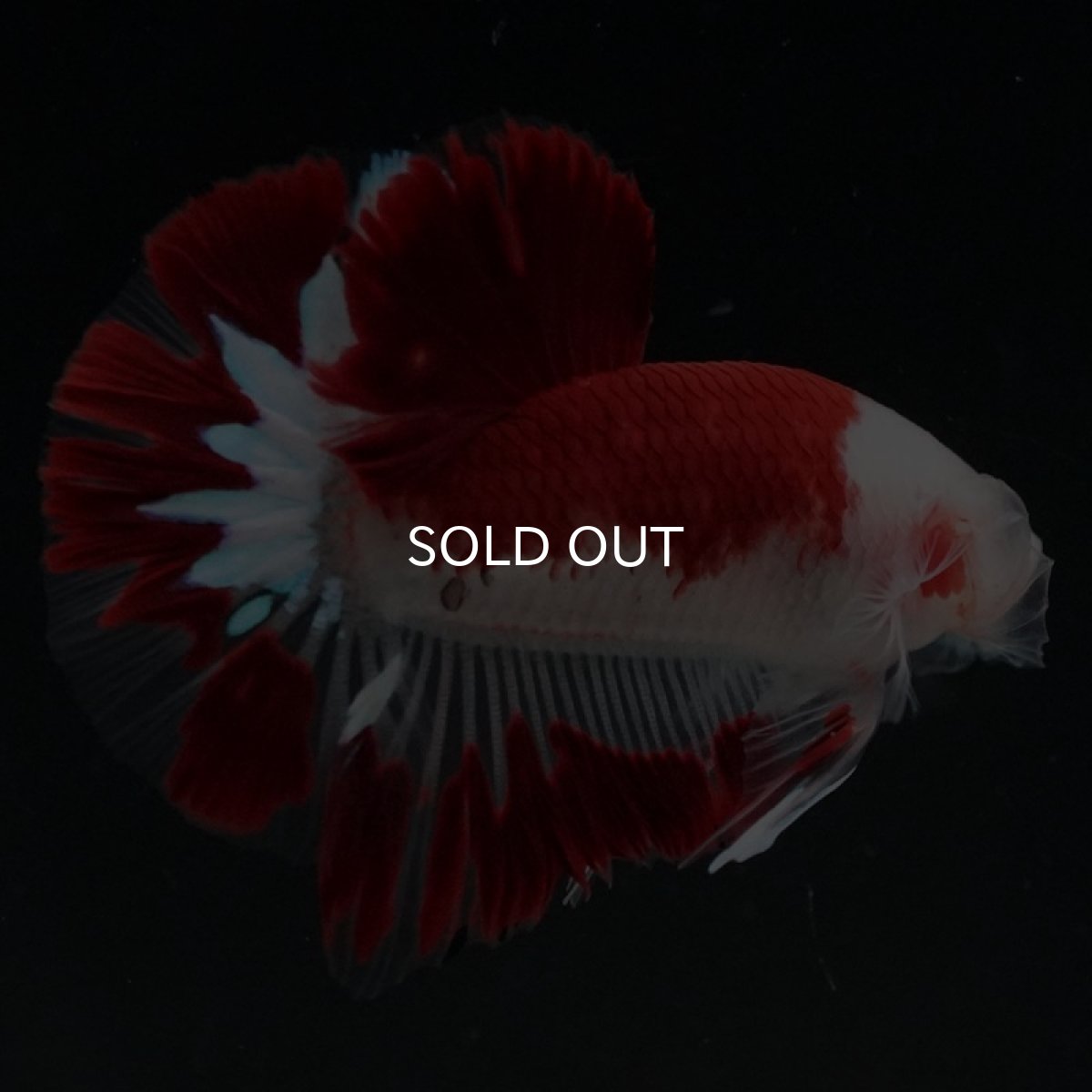 画像4: HMPK　レッドファンシー (4)