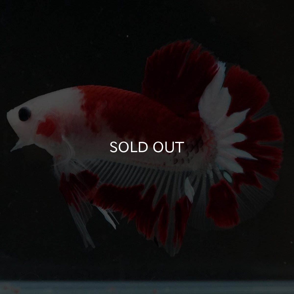 画像5: HMPK　レッドファンシー (5)