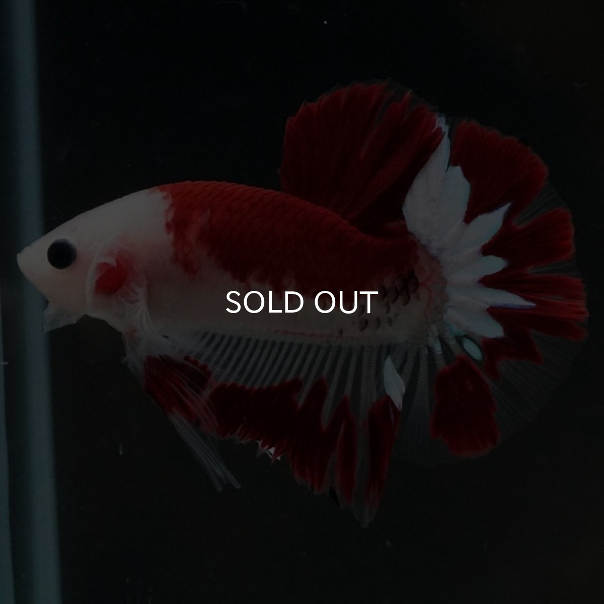 画像3: HMPK　レッドファンシー (3)