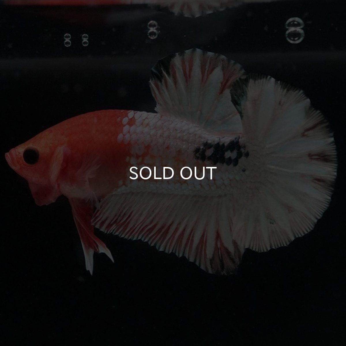 画像2: HMPK　オレンジファンシー　ホワイトスケール (2)