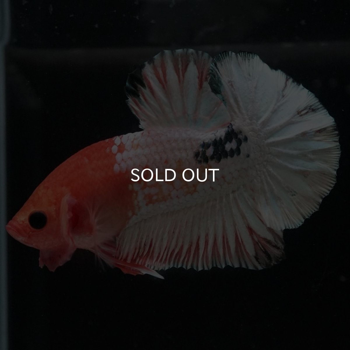 画像5: HMPK　オレンジファンシー　ホワイトスケール (5)