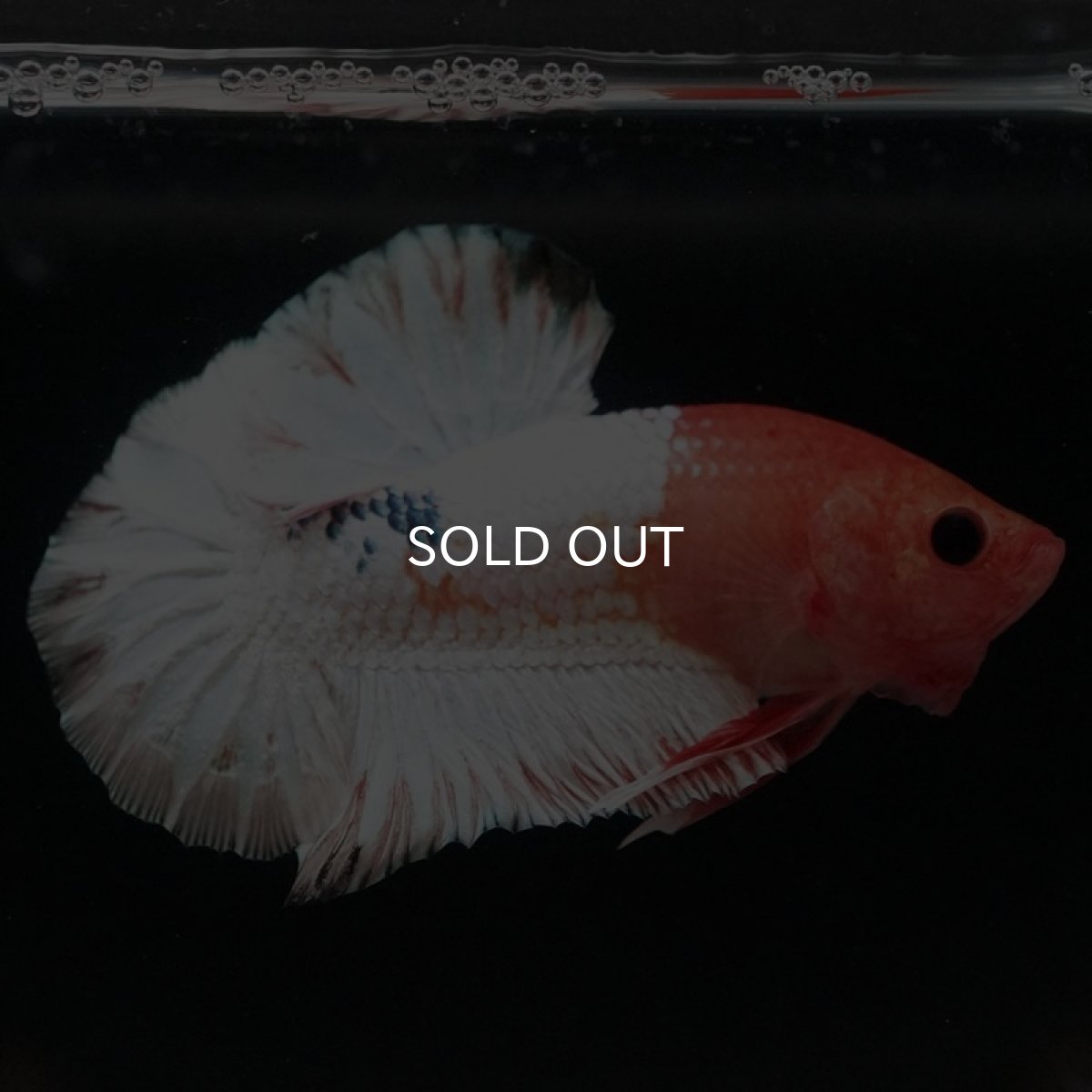 画像4: HMPK　オレンジファンシー　ホワイトスケール (4)