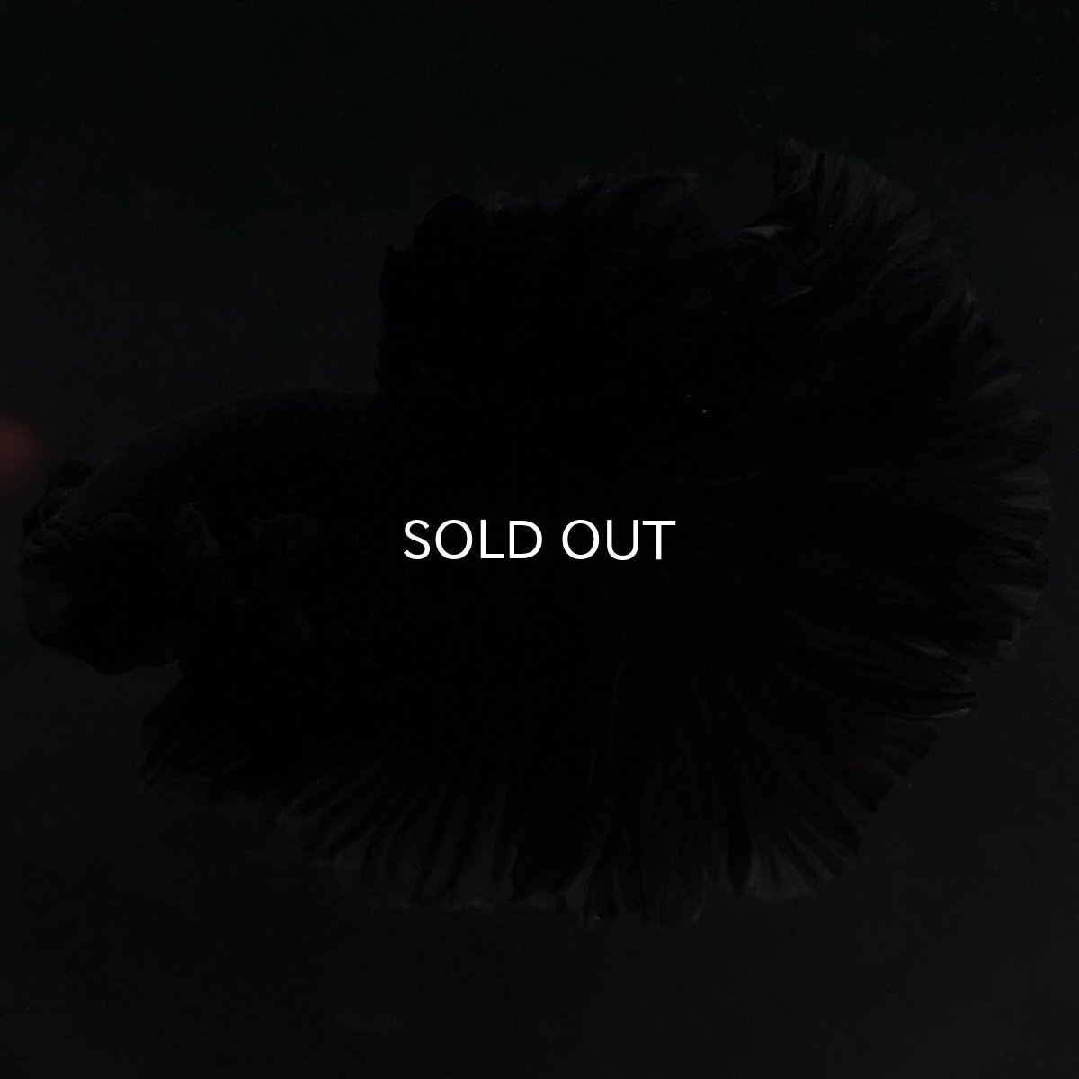 画像6: HM ブラック (6)