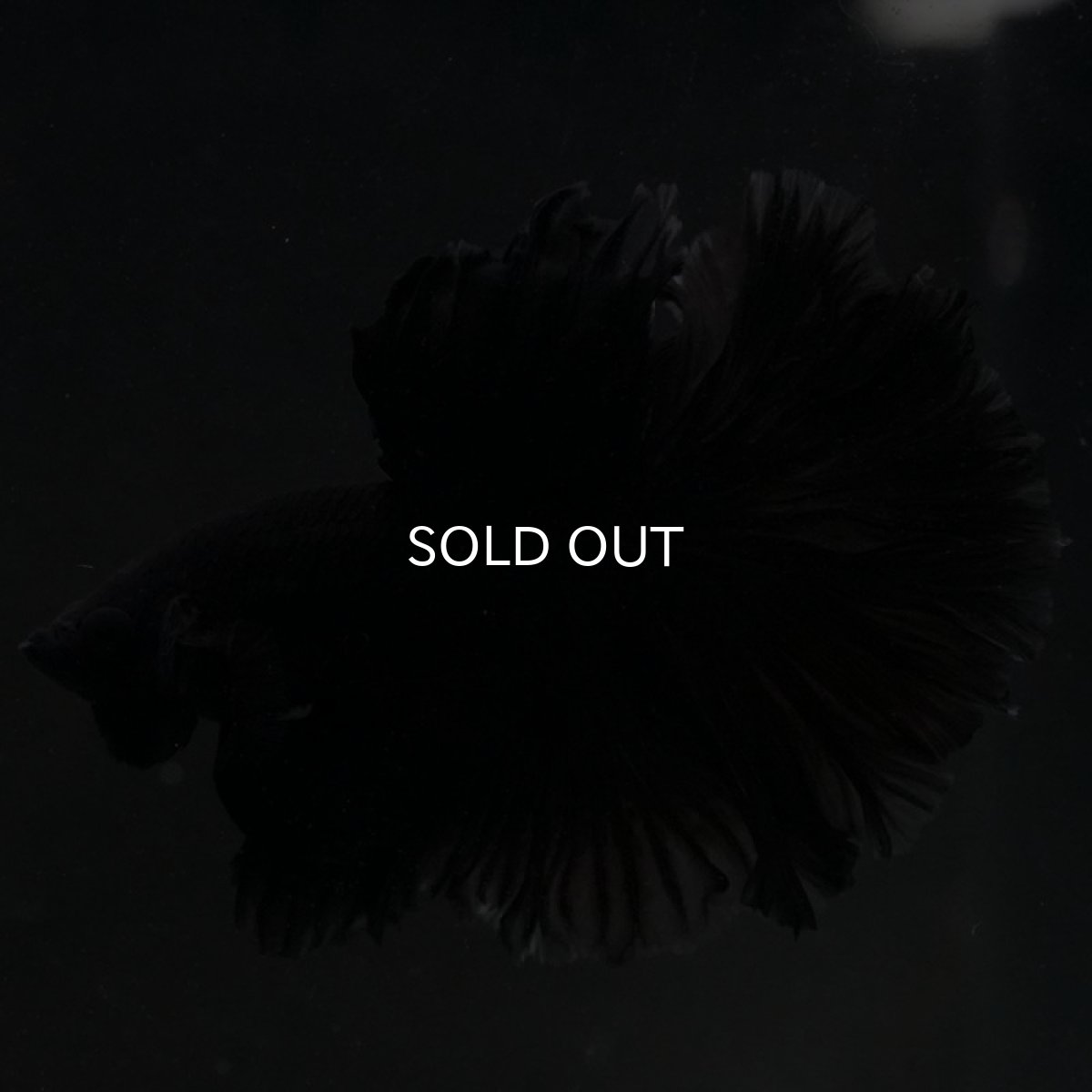 画像2: HM ブラック (2)