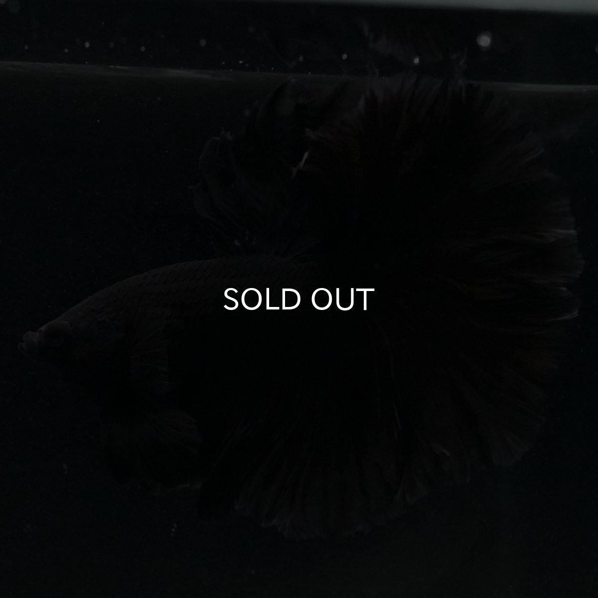 画像4: HM ブラック (4)