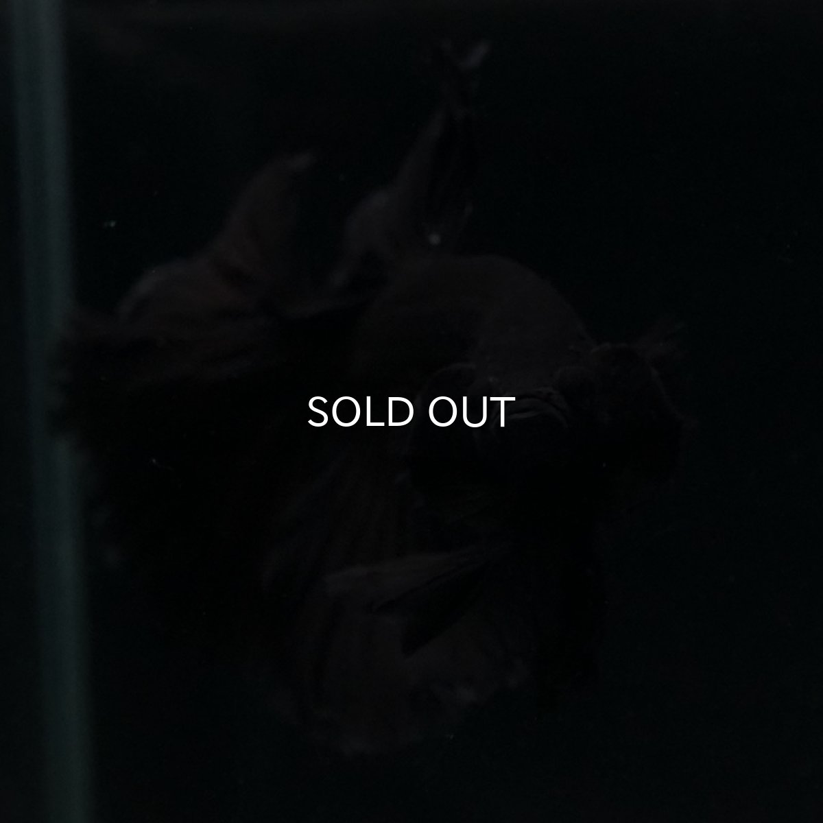 画像3: HM ブラック (3)