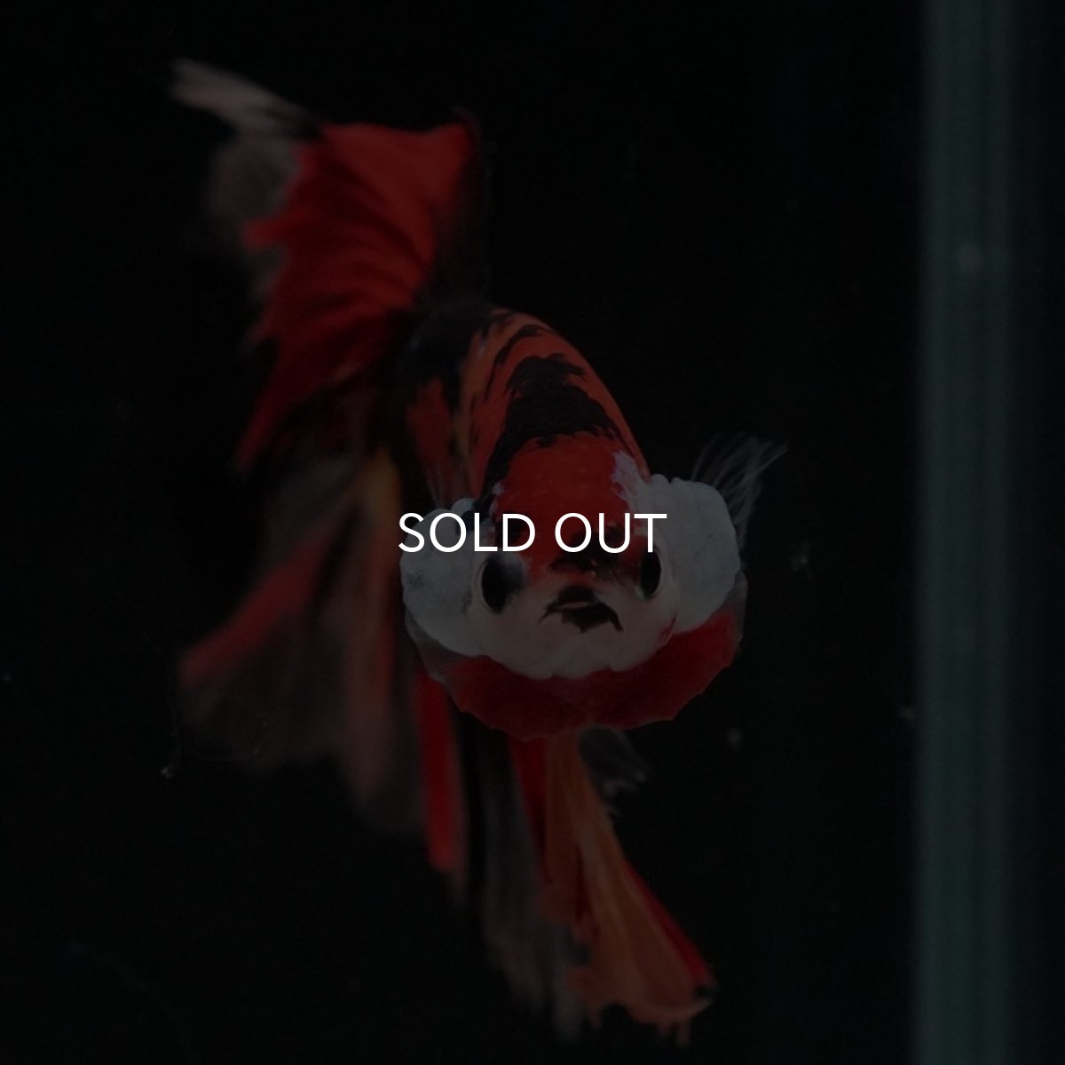 画像4: HM キャンディ (4)