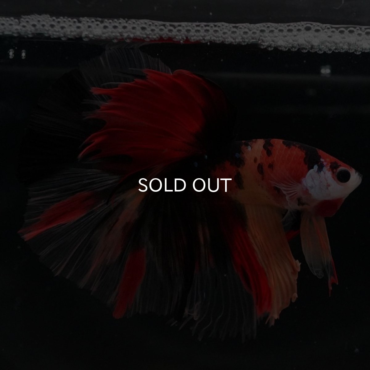 画像3: HM キャンディ (3)